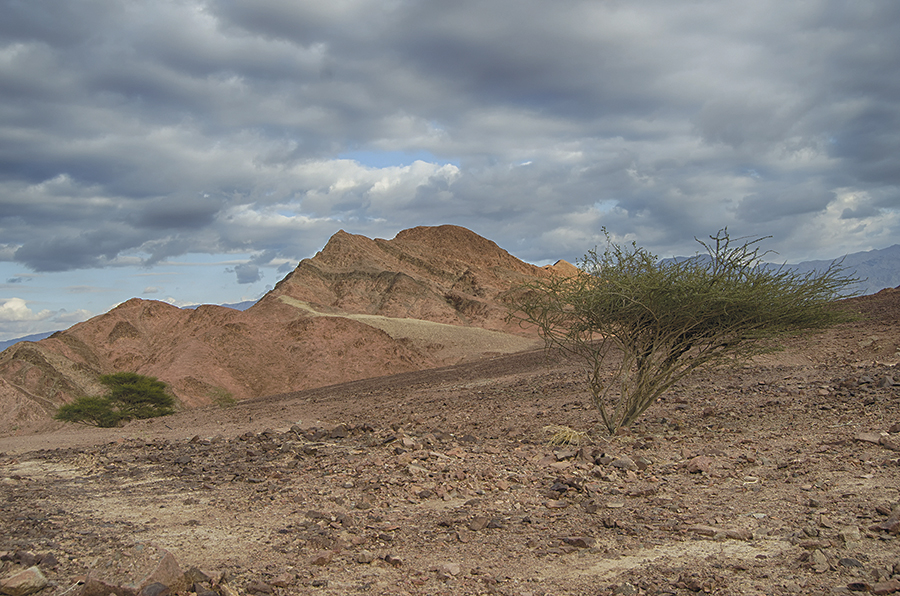 Desert landscape with rocky hills and sparse vegetation under a cloudy sky.