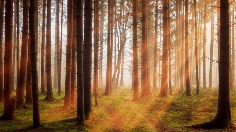 Sunlight filtering through tall forest trees with a mossy path, creating a serene and tranquil woodland scene.
