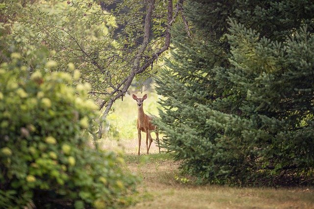 Deer standing in a lush forest clearing surrounded by green trees and bushes.