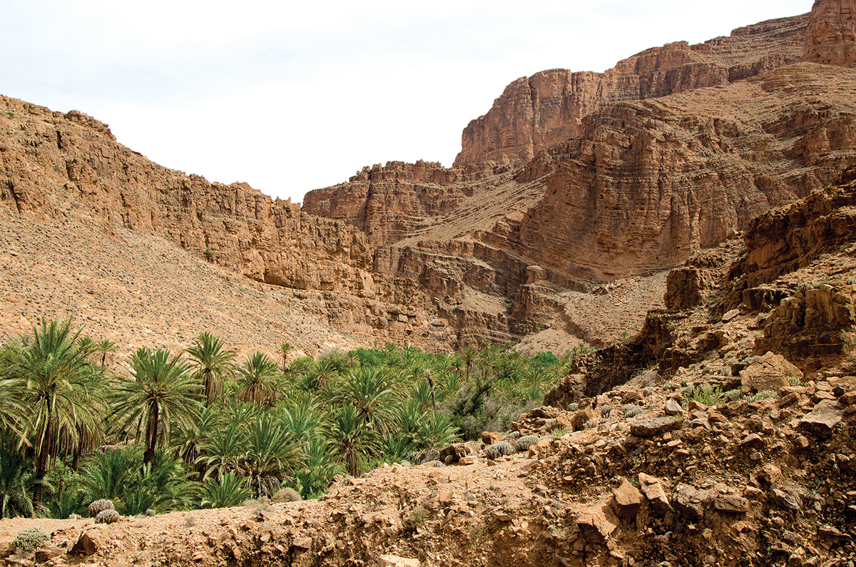 Rocky desert landscape with lush green palm trees and rugged cliffs, under a clear sky.