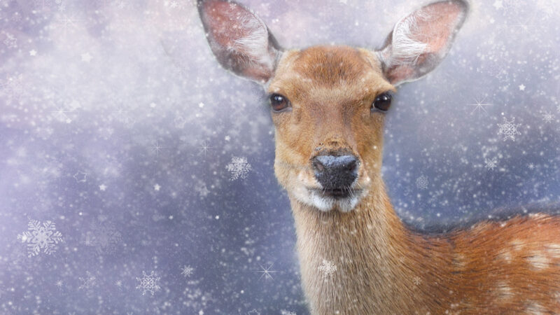 Deer in a snowy winter landscape with snowflakes falling gently around it.