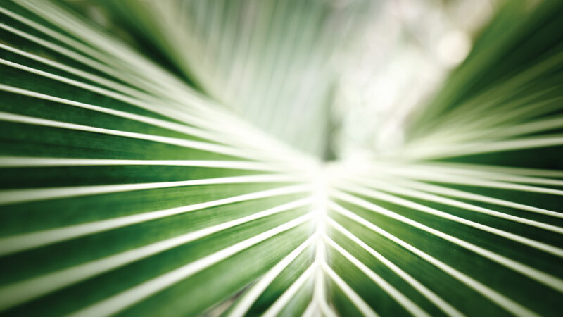 Close-up of green palm leaves showcasing natural symmetry and vibrant textures.