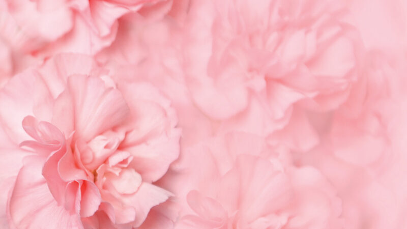 Soft pink carnations in full bloom, creating a delicate and romantic floral arrangement.
