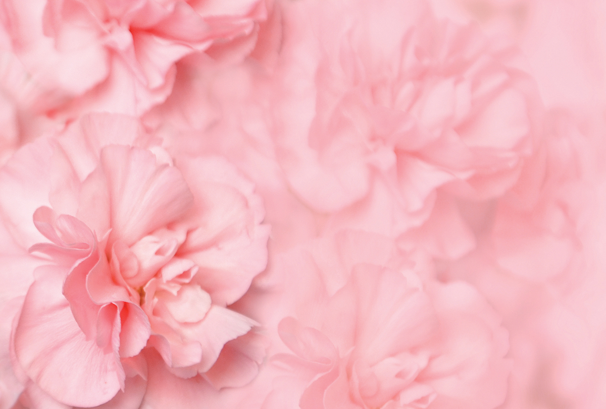 Soft pink carnations in full bloom, creating a delicate and romantic floral arrangement.