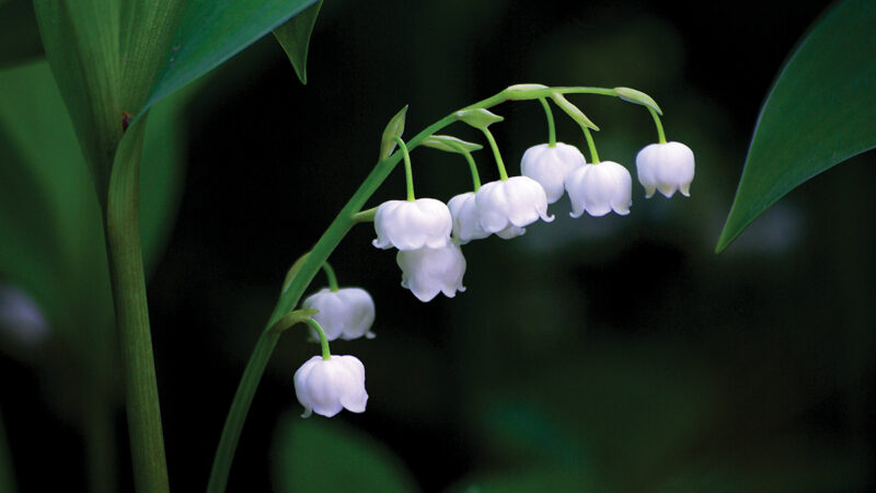 Delicate lily of the valley flowers with white petals and green leaves in a lush garden setting.