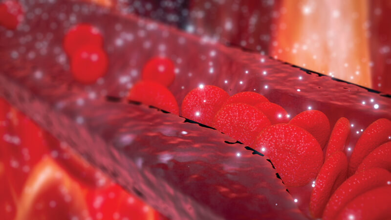 Illustration of red blood cells flowing through a vein, showcasing the circulatory system in detail.