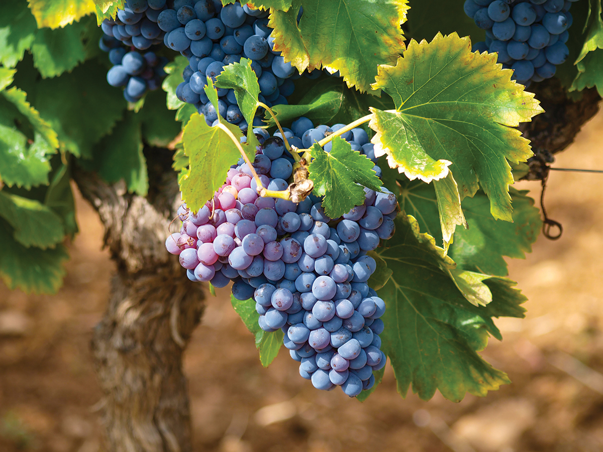 Close-up of ripe purple grapes hanging from a vine with lush green leaves in a vineyard.