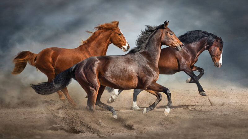 Three majestic horses galloping on a dusty landscape under a cloudy sky.