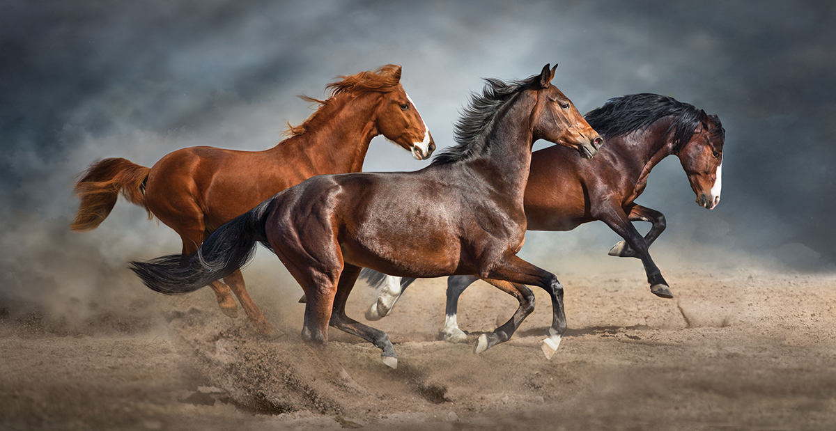 Three majestic horses galloping on a dusty landscape under a cloudy sky.