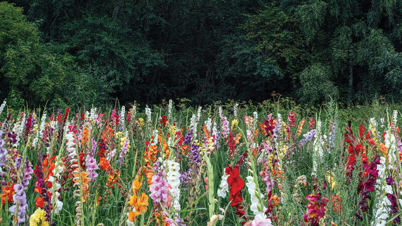 Vibrant gladiolus flowers bloom in a colorful field against a backdrop of lush green trees.