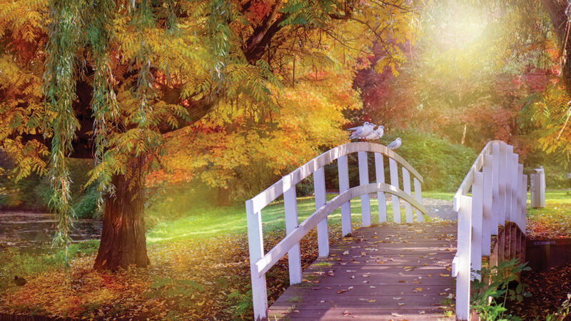 Charming autumn scene with a quaint wooden bridge and birds surrounded by vibrant fall foliage and sunlight.