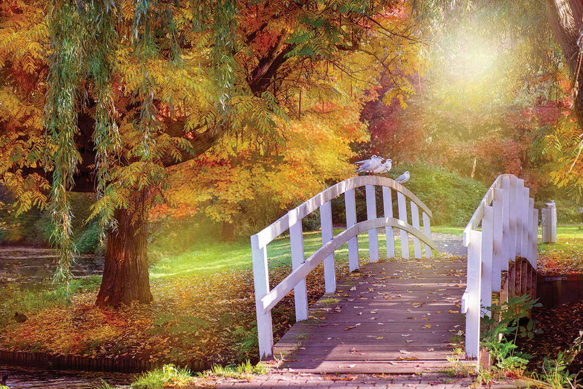 Charming autumn scene with a quaint wooden bridge and birds surrounded by vibrant fall foliage and sunlight.