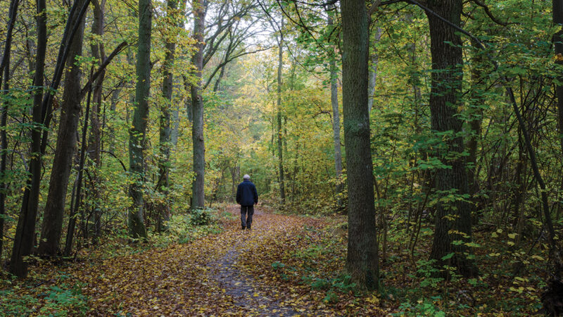 Person walking on a leaf-covered forest path surrounded by tall trees and autumn foliage.