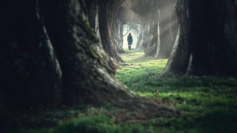 Person walking through a mystical forest path, surrounded by tall trees and soft sunlight filtering through branches.