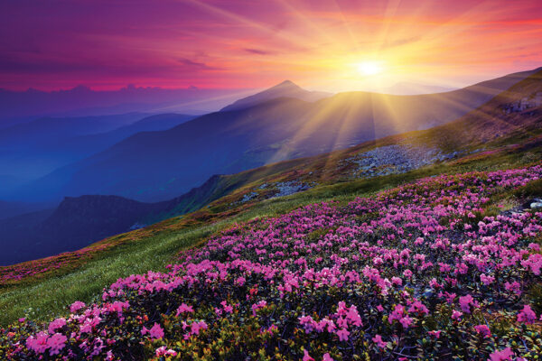 Sunset over mountain field with pink flowers and dramatic sky, vibrant and serene natural landscape.