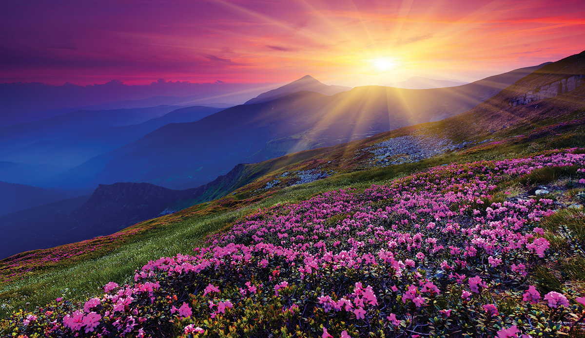 Sunset over mountain field with pink flowers and dramatic sky, vibrant and serene natural landscape.