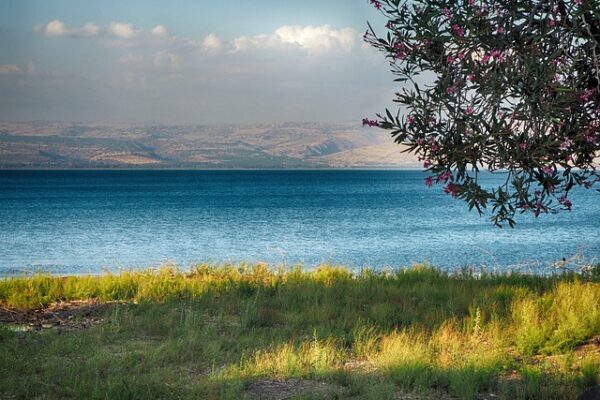 Serene lakeside view with clear blue water, grassy shore, and blooming tree under a bright sky.
