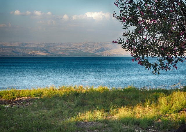 Serene lakeside view with clear blue water, grassy shore, and blooming tree under a bright sky.