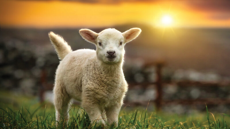 Baby lamb standing on grassy field at sunset with a glowing sky in the background.