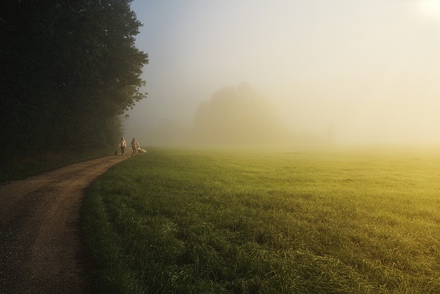 People walking along a foggy rural path beside a lush green field, trees lining the left, in early morning light.