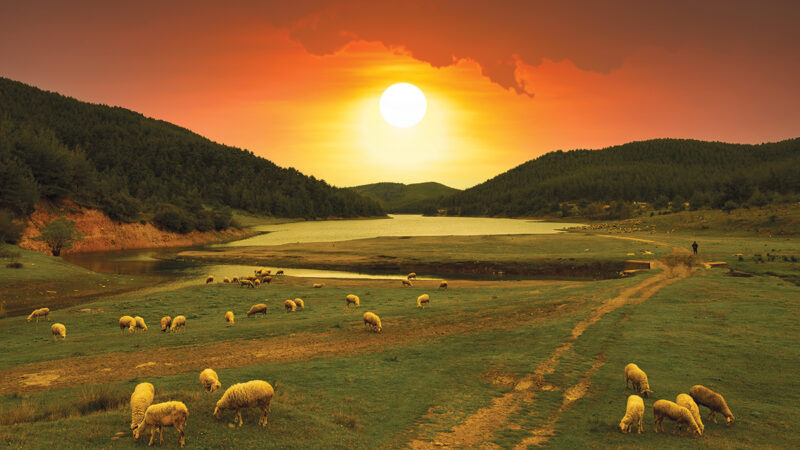 Sheep grazing on a green hillside at sunset by a lake, with orange skies and forested hills in the background.