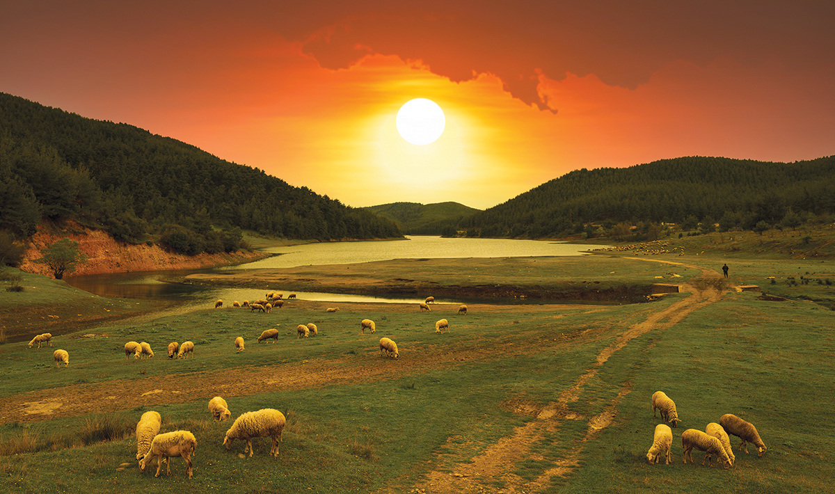 Sheep grazing on a green hillside at sunset by a lake, with orange skies and forested hills in the background.