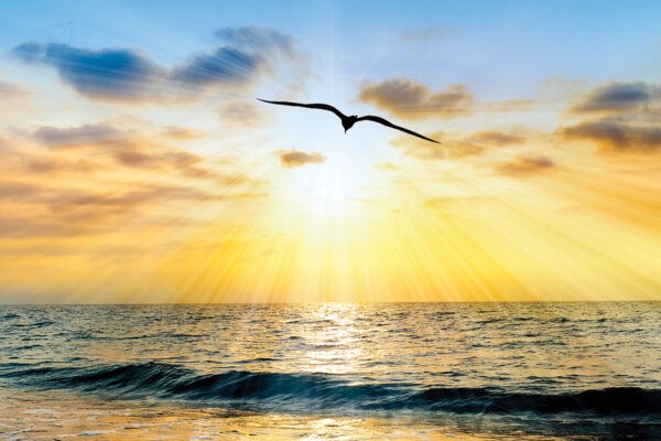 Sunset over ocean with silhouetted bird soaring, golden light rays illuminating waves and sky. Serene seascape.