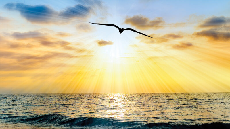 Sunset over ocean with silhouetted bird soaring, golden light rays illuminating waves and sky. Serene seascape.