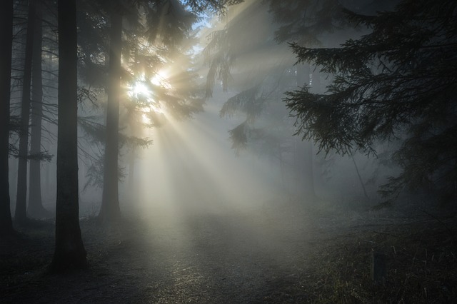 Sunbeams filtering through misty forest trees, illuminating a tranquil woodland path.