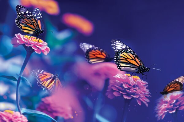 Monarch butterflies perched on vibrant pink flowers against a dreamy, blurred background in a serene garden setting.