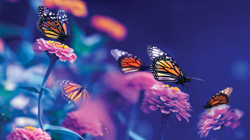 Monarch butterflies perched on vibrant pink flowers against a dreamy, blurred background in a serene garden setting.