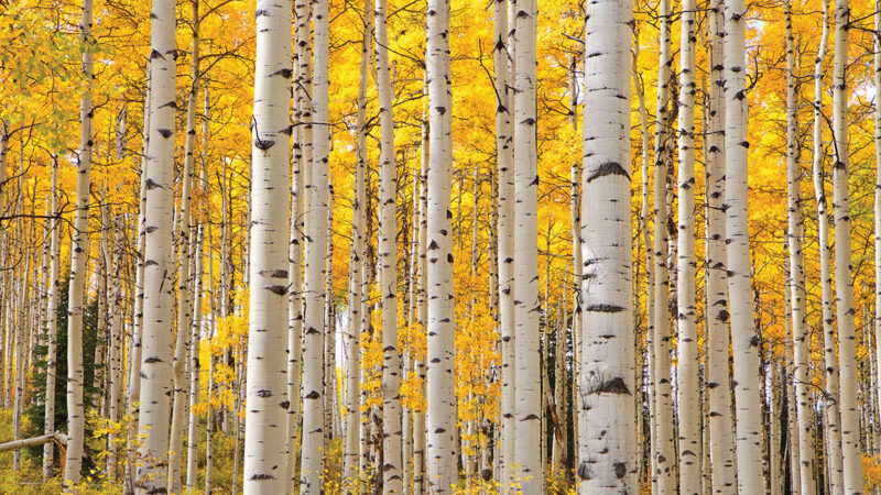 Golden-leaved birch trees stand tall in a forest, capturing the essence of autumn's vibrant colors.