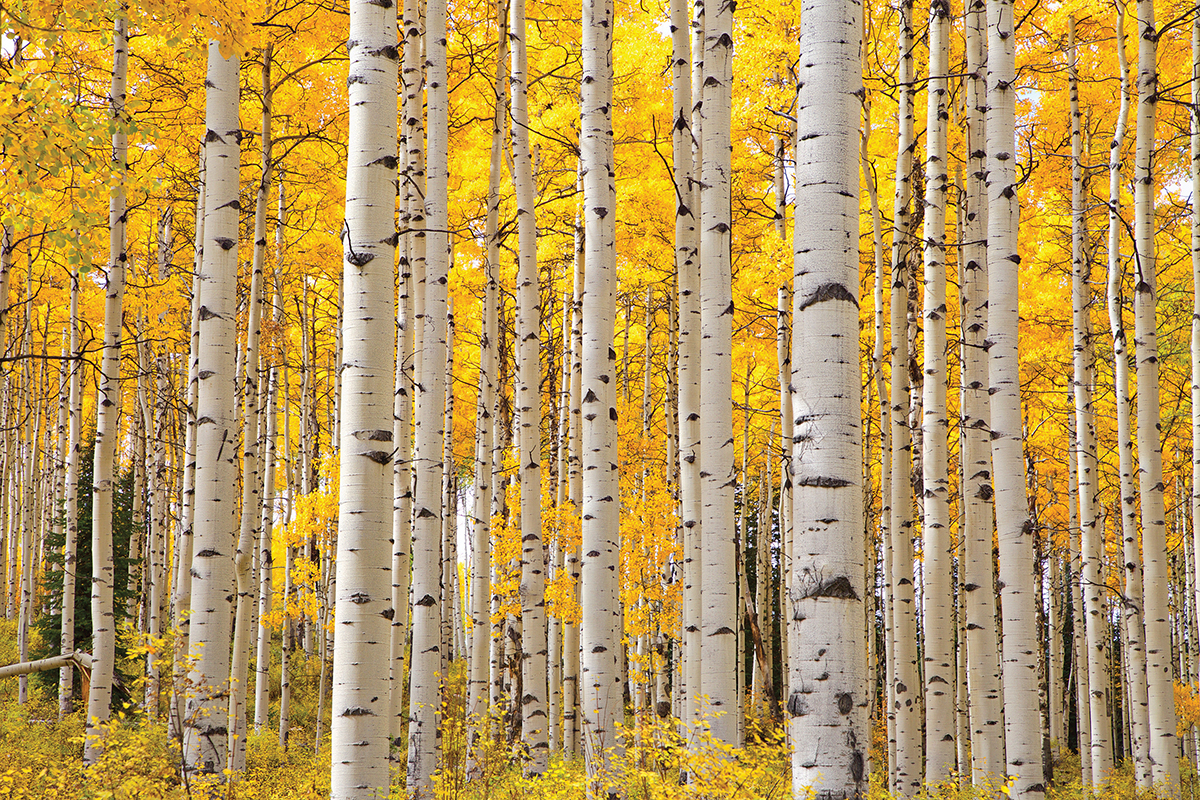 Golden-leaved birch trees stand tall in a forest, capturing the essence of autumn's vibrant colors.