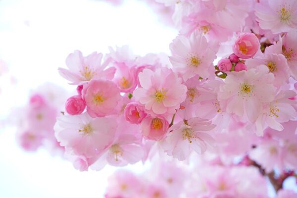 Close-up of pink cherry blossoms in full bloom against a clear sky, symbolizing spring and renewal.