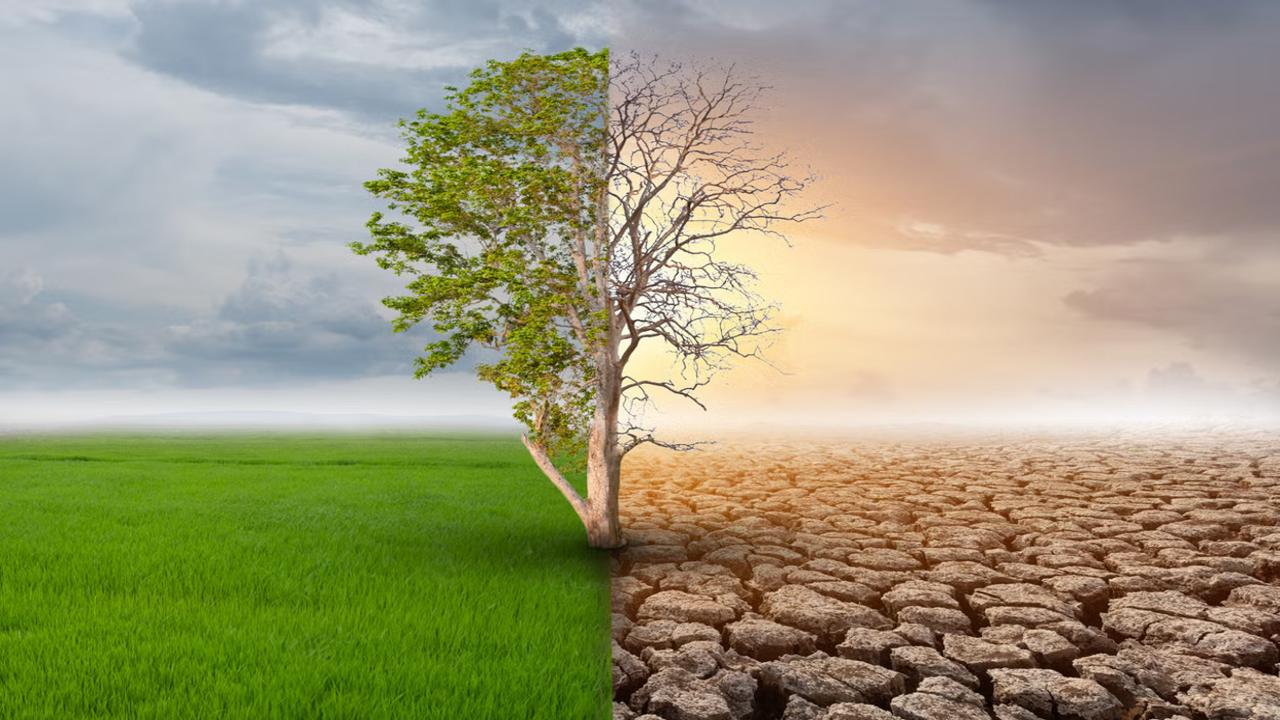 Split landscape with a green field and thriving tree on the left, dry cracked earth and a withered tree on the right.