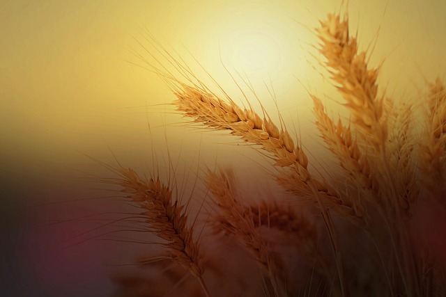Golden wheat stalks in a field at sunset, with a warm, glowing sky creating a serene and natural farming scene.