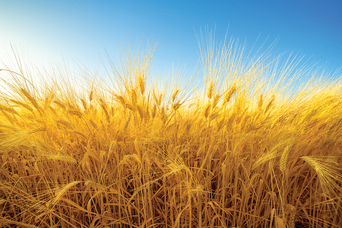 Golden wheat field under a clear blue sky, symbolizing agriculture and harvest.