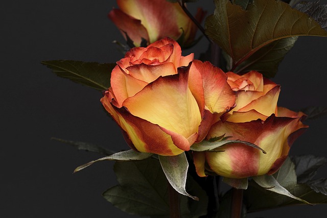 Vibrant orange and yellow roses with dark green leaves on a black background.