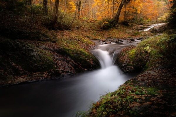 Serene forest stream flowing over rocks amidst autumn foliage, capturing the beauty of nature in vibrant fall colors.