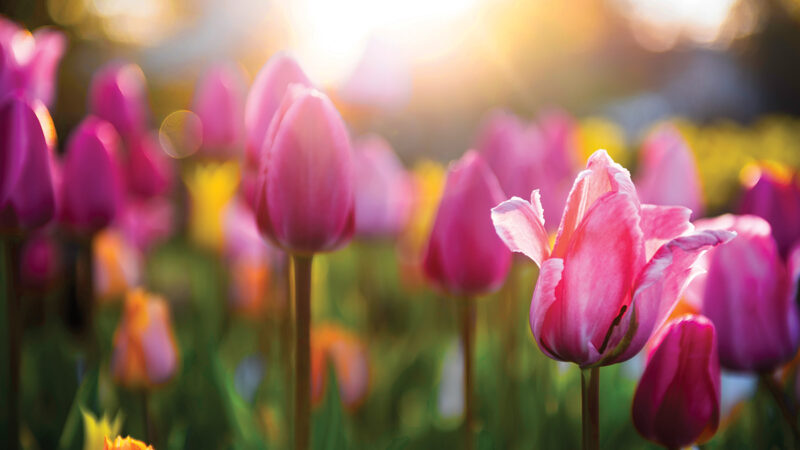 Vibrant pink tulips in a sunlit field, capturing the beauty of springtime blooms and morning light.