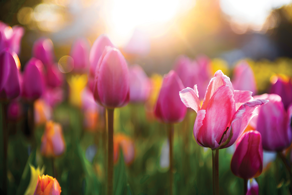 Vibrant pink tulips in a sunlit field, capturing the beauty of springtime blooms and morning light.
