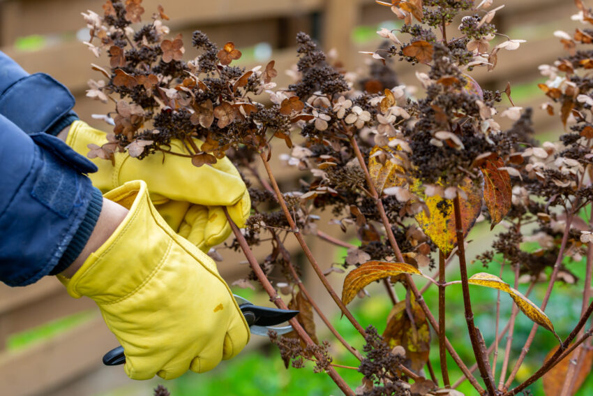 Gardener in yellow gloves pruning hydrangea branches in autumn garden.